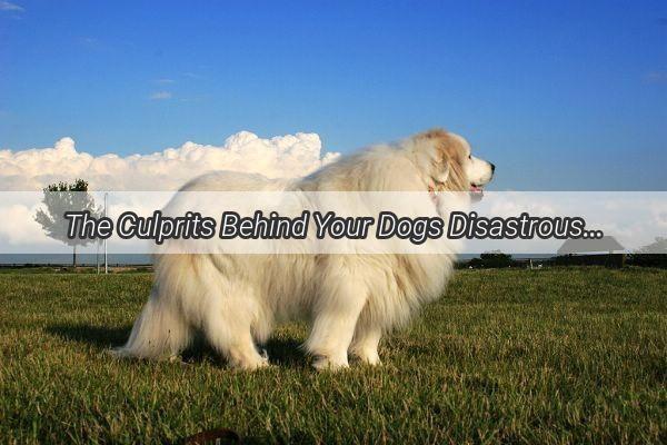 The Culprits Behind Your Dogs Disastrous Diarrhea Uncover the Hidden Menaces in Their Diet